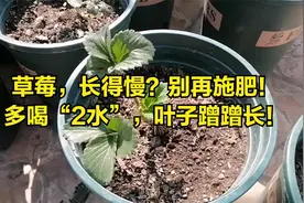 小苗“长得慢”？不要施肥！多喝2种水，叶子蹭蹭长视频封面