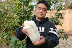 吃白菜的季节到了，农村小伙教你做下饭菜，酸辣脆爽，下饭又下酒视频封面