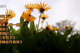 无损高音质HiFi试音碟《车站》《白狐》视频封面