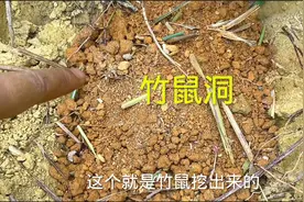 户外打野，茅草堆找竹鼠非常简单，跟着小伙一起找，一找一个准视频封面