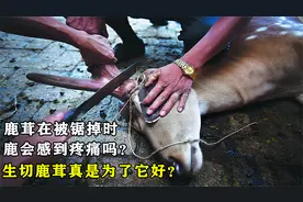 鹿茸在被锯掉时，鹿会感到疼痛吗？生切鹿茸真是为了它好？视频封面