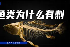 鱼类为什么有刺？那么多小刺有什么用？视频封面