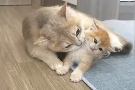 猫妈不想给奶猫喂奶，做法太逗了！奶猫：这是亲妈干的事？视频封面