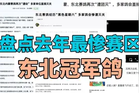 盘点去年最惨赛区 东北冠军鸽王视频封面