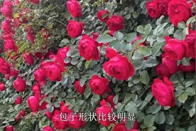 网红佛罗伦蒂娜，爬藤月季的经典，院子里种一棵，开成花墙特漂亮视频封面