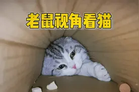 老鼠视角看猫什么样？身子被卡在洞口，看见老鼠撒腿就跑视频封面