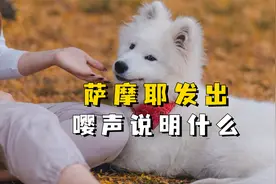 萨摩耶发出嘤声说明什么视频封面