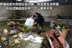 意外挖到巨型泥鳅，听说超级耐养还吃黑壳虾，赶紧放进原生池伺候视频封面