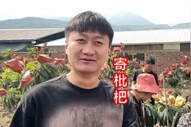汉源枇杷完全熟了，嬢孃多早就拉着家蒙去摘，急着给小十一寄视频封面