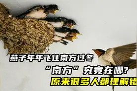 燕子年年飞往南方过冬,“南方”究竟在哪?原来很多人都理解错了视频封面