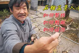 教你盆景的枝条增粗办法，想粗哪枝粗哪枝，入冬前讲讲石榴的修剪视频封面