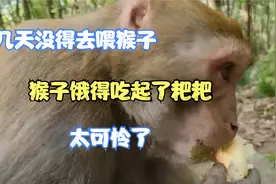 几天没得喂猴子，猴子饿得吃起了粑粑，太可怜了！！视频封面