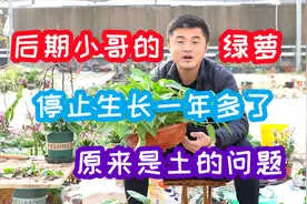 为什么您的绿萝养不好？把握浇水的同时，土也很关键。视频封面