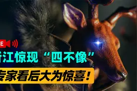 传说的“四不像”真实存在？浙江惊现新神兽，专家看后大为惊喜！视频封面