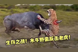 生存之战！水牛不屈不挠的反击老虎！视频封面