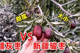 新疆大红枣和灰枣的区别在哪里？大家看完这个比较就一目了然了视频封面