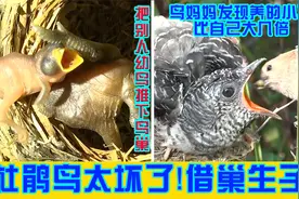 杜鹃鸟妈妈太坏了，把蛋下到别人鸟巢，让别的鸟妈妈帮孵蛋养孩子视频封面