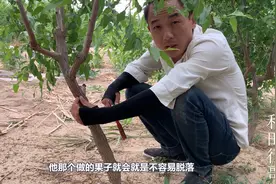 你知道什么是环割枣树吗？小行带你了解为什么要环割，环割的作用视频封面