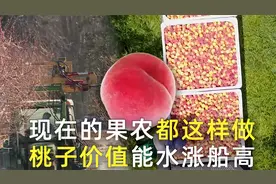 桃子的生产加工全产业链，是如何做到简单高效的？视频封面