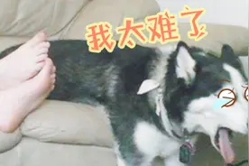 铲屎官恶搞狗子，让狗狗闻自己的臭脚，狗狗：我太难了视频封面