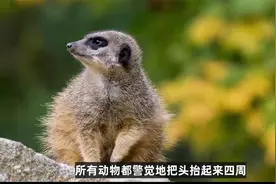 如何用 Heads Up 造句？视频封面