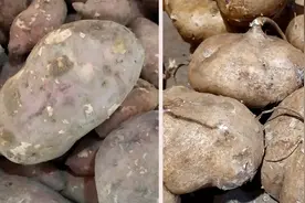 地瓜和红薯有啥区别？原来我们一直都搞错了视频封面