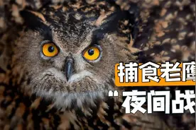 鹰为什么打不过猫头鹰？“日间战神”与“黑夜刺客”的对决视频封面
