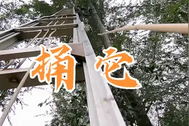师傅冒雨上门安装宽带，两人干活儿让一窝马蜂吓的直跑，太丢人了视频封面