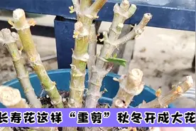 长寿花“重剪”有技巧，最佳的修剪时间才能，新芽冒不停，开花多视频封面