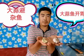 酷热时鱼儿救星来了，大蒜避免杂鱼闹钩，又能起到鱼开胃的作用视频封面