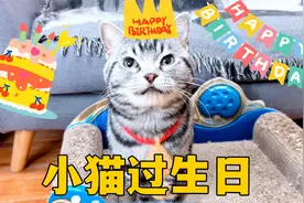 小猫过生日，和主人又吃饭又唱歌，结果一分钱没花视频封面