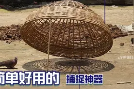 国外小哥在家布置陷阱，成功捕获野鸽子，方法简单又好用视频封面