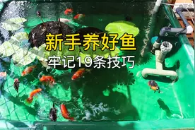 养鱼新手必学的19条养鱼技巧，技巧牢记在心养鱼就会变得轻松自如视频封面