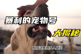 宠物账号变现到底多恐怖，这个视频让你看到背后的秘密，不妨看看