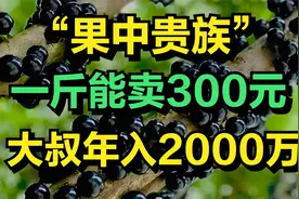 大叔种植“果中贵族”一斤果子能卖300元，年收入达2000多万元!视频封面