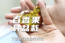 百香果籽也能种盆栽？园艺师教你，撒点土，种盆里，2个月出小苗视频封面