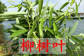 柳树叶用水一泡厉害了？看看到底有好价值，我觉得太实用了视频封面