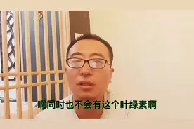 植物几种常见的黄叶子的原因，不要盲目治疗。视频封面