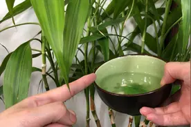 富贵竹最喜欢喝的“3种水”，白根蹭蹭冒，叶绿根壮，越长越旺视频封面
