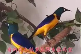 这是什么鸟？尾巴长羽色靓，五颜六色真漂亮！视频封面