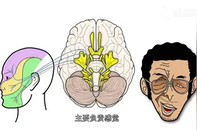 2【绘画解剖学 神经】12对脑神经（中）黄猿教你学面瘫[超清版]视频封面