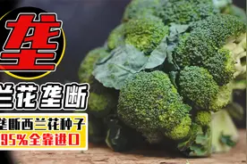 1包种子18000，每年狂赚数十亿？日本种子为何能垄断我国市场？视频封面