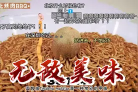 面包虫吃生鸡蛋，吃奇异果， #面包虫   #妈呀太香了
