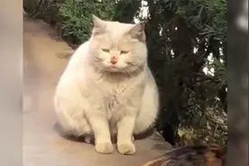 猫咪也有伤心emo...的时候