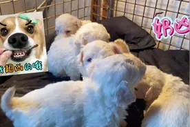 纯种的茶杯犬比熊你们喜欢吗？视频封面
