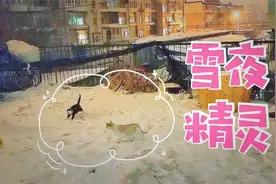 四只胖嘟嘟流浪猫吃饱喝足，在雪地中奔跑，你们是又可怜又可爱！视频封面