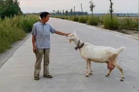 农村大爷养的半岁小母羊，爱上树敢碰狗撵汽车，胆子真大视频封面