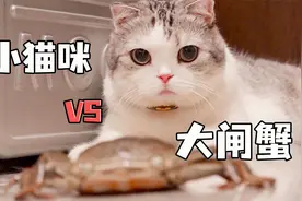 小猫咪大战大闸蟹，竟然被截胡！视频封面