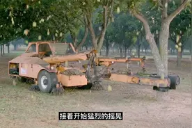 纪录片：探访山核桃的加工厂，从采摘到成品全部机械自动化完成