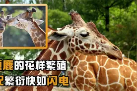 长颈鹿繁殖过程有多奇特？交配只是一眨眼的事视频封面